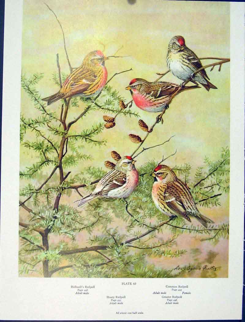 Original Old Antique Print Redpoll Greater Common Hoary Holboells Birds Color