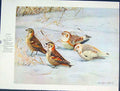 Original Old Antique Print Lapland Longspur Snow Bunting Birds Color