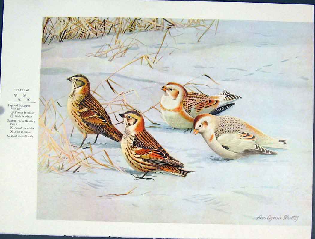 Original Old Antique Print Lapland Longspur Snow Bunting Birds Color