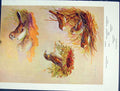 Original Old Antique Print Allan Brooks Seaside Sparrow Lark Nelsons Birds Color