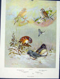 Original Old Vintage Print Sparrow Field Tree Chipping Junco Birds C1939 20th