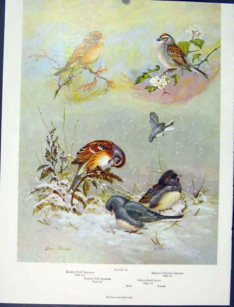 Original Old Vintage Print Sparrow Field Tree Chipping Junco Birds C1939 20th