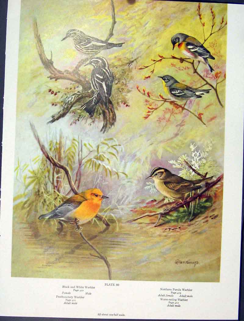 Original Old Vintage Print Magnolia Warbler Birds Color Chestnut C1939 20th