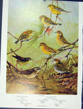 Old Antique Print Prairie Warbler Water Thrush Pine Palm Oven Bird Color
