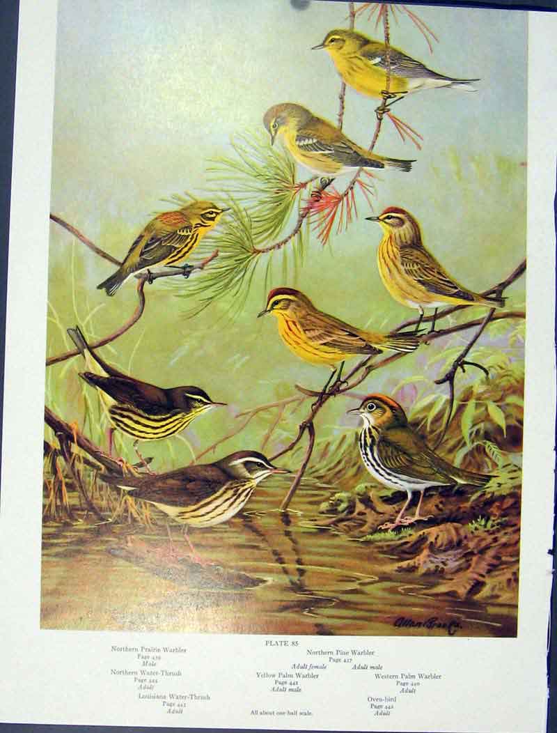 Old Antique Print Prairie Warbler Water Thrush Pine Palm Oven Bird Color