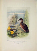 Original Old Antique Print Little Grebe Dabchick Colour C1910 20th Century