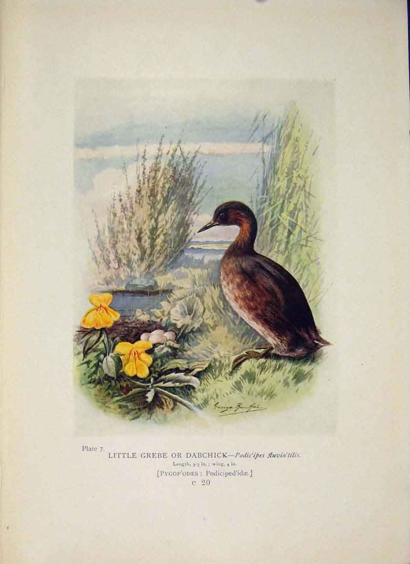 Original Old Antique Print Little Grebe Dabchick Colour C1910 20th Century