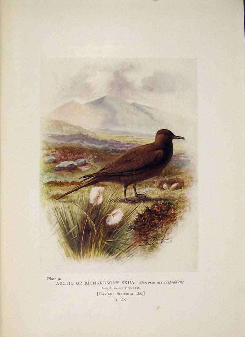 Original Old Antique Print Artic Richardsons Skua Bird Colour
