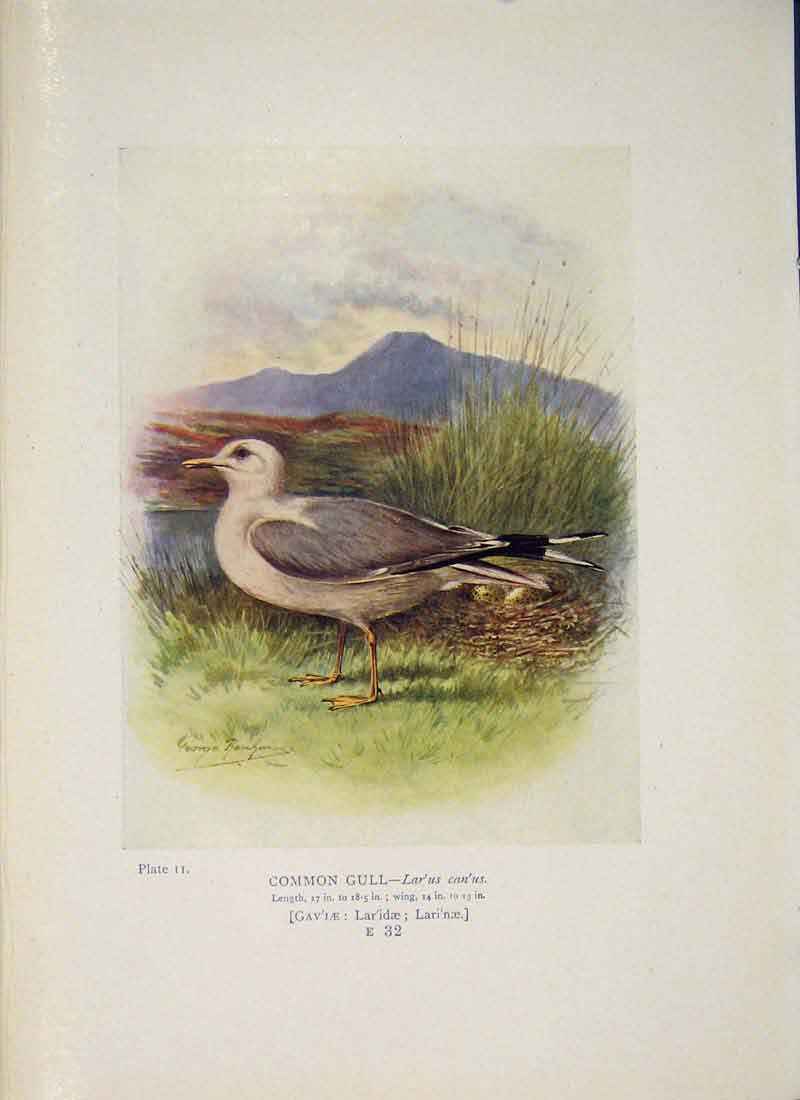 Original Old Antique Print Common Gull Bird Egg Colour Fine Art
