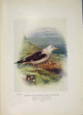 Original Old Antique Print Lesser Black-Backed Gull Bird Colour