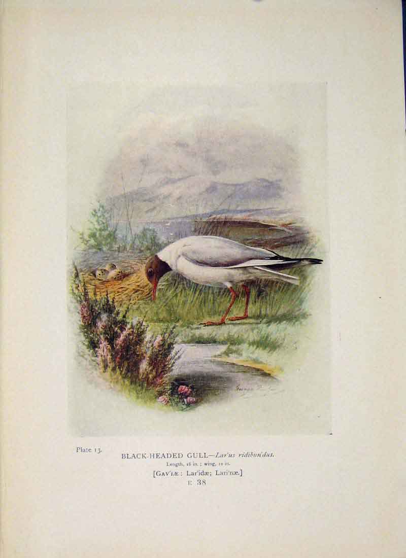 Original Old Antique Print Black-Headed Gull Colour Bird C1910 20th Century