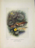 Original Old Antique Print Common Sandpiper Bird Egg Colour