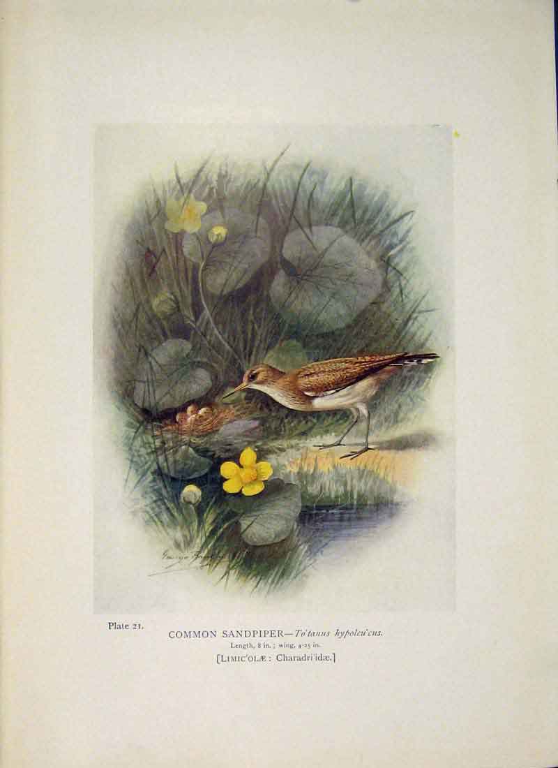 Original Old Antique Print Common Sandpiper Bird Egg Colour