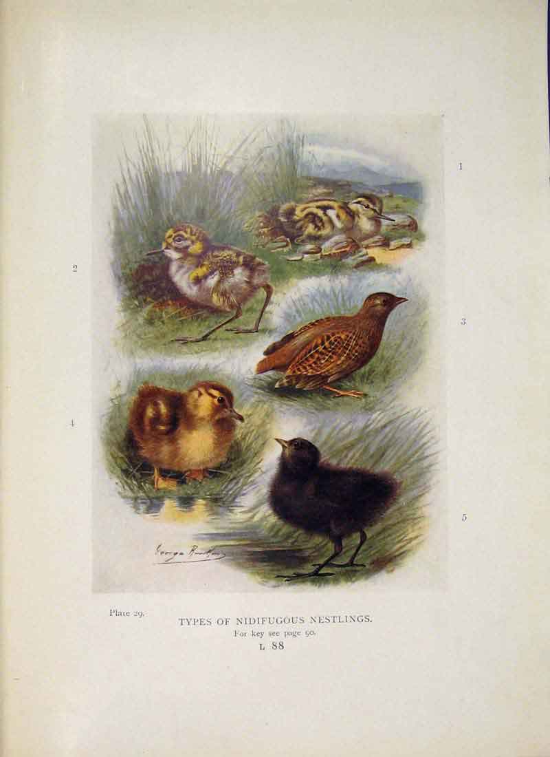 Original Old Antique Print Nidifugous Nestlings Bird Egg Colour