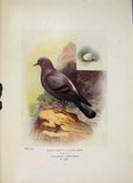 Original Old Antique Print Rock-Pigeon Bird Egg Colour Fine Art
