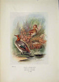 Original Old Antique Print Teal Bird Egg Colour Fine Art C1910 20th Century