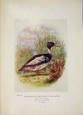 Original Old Antique Print Red-Breasted Merganser Bird Colour