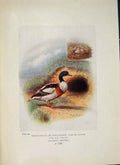 Original Old Antique Print Sheld-Duck Sheldrake Colour Fine Art