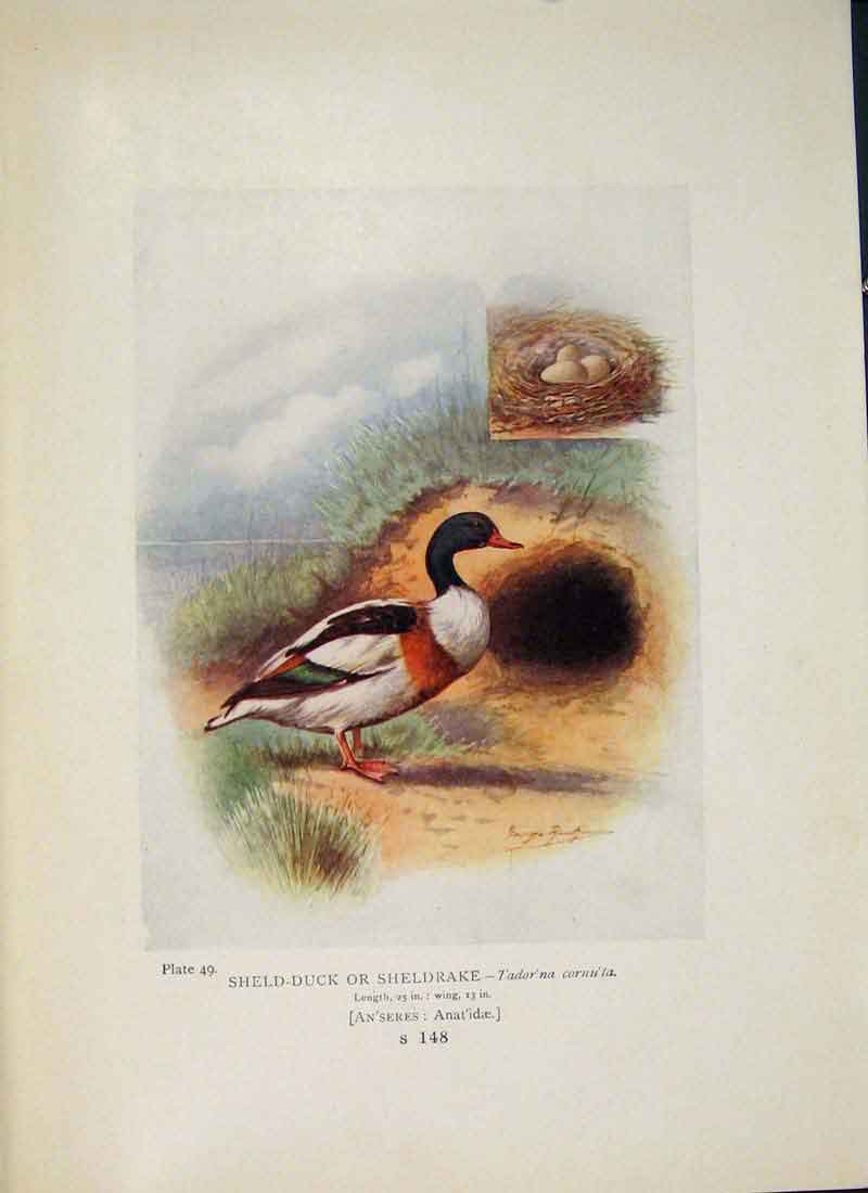 Original Old Antique Print Sheld-Duck Sheldrake Colour Fine Art