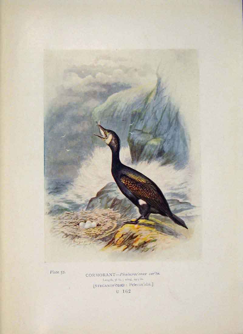 Original Old Antique Print Cormorant Bird Egg Colour Fine Art