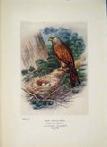Original Old Antique Print Kite Falcon Colour Bird Egg Fine Art