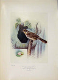 Original Old Antique Print Wryneck Bird Egg Colour Fine Art 1910 20th Century