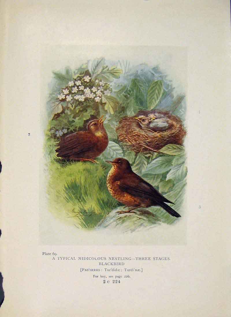 Original Old Antique Print Nidicolous Nestling Blackbird Bird Egg Colour