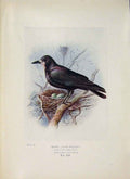 Original Old Antique Print Rook Bird Egg Colour Fine Art C1910 20th Century