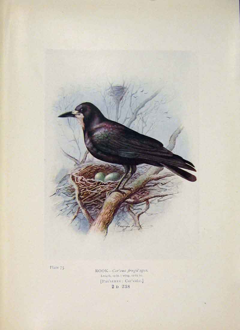Original Old Antique Print Rook Bird Egg Colour Fine Art C1910 20th Century