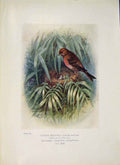 Original Old Antique Print Lesser Redpoll Bird Egg Colour C1910 20th Century