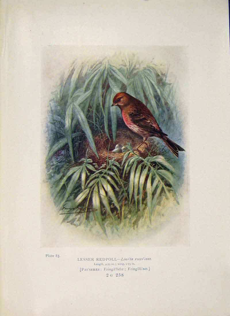 Original Old Antique Print Lesser Redpoll Bird Egg Colour C1910 20th Century