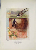 Original Old Antique Print Martin Bird Egg Colour Fine Art C1910 20th Century