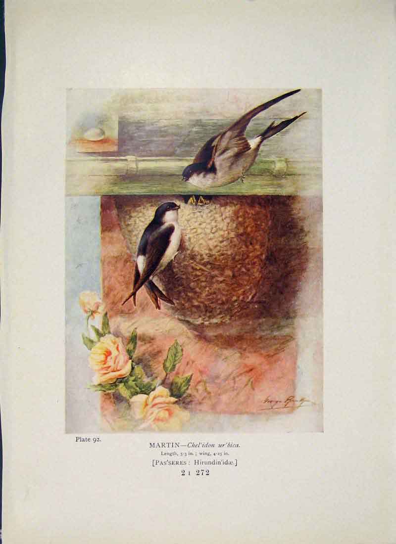 Original Old Antique Print Martin Bird Egg Colour Fine Art C1910 20th Century