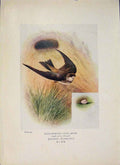 Original Old Antique Print Sand-Martin Bird Egg Colour Fine Art