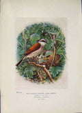 Original Old Antique Print Red-Backed Shrike Bird Egg Colour Art
