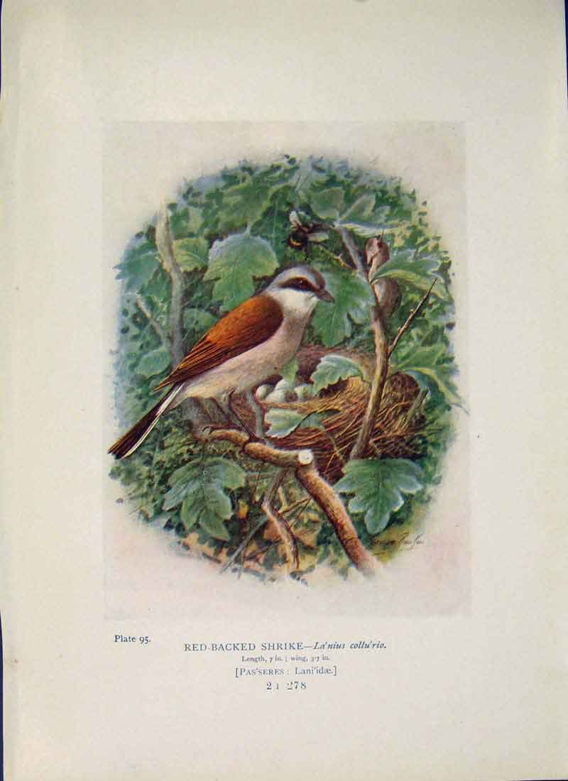 Original Old Antique Print Red-Backed Shrike Bird Egg Colour Art