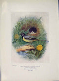 Original Old Antique Print Gray Wagtail Bird Egg Colour Fine Art