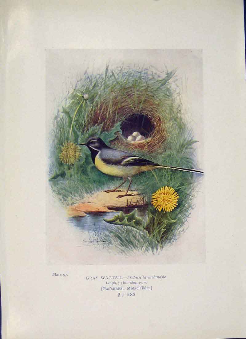 Original Old Antique Print Gray Wagtail Bird Egg Colour Fine Art
