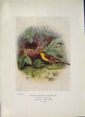 Original Old Antique Print Yellow Wagtail Bird Egg Colour C1910 20th Century