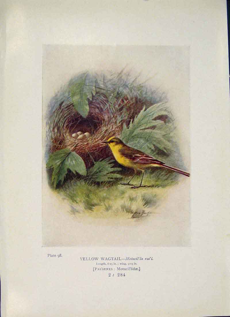 Original Old Antique Print Yellow Wagtail Bird Egg Colour C1910 20th Century
