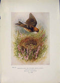 Original Old Antique Print Meadow-Pipit Titlark Bird Egg Colour