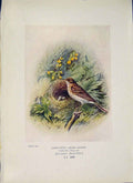 Original Old Antique Print Tree-Pipit Bird Egg Colour Fine Art