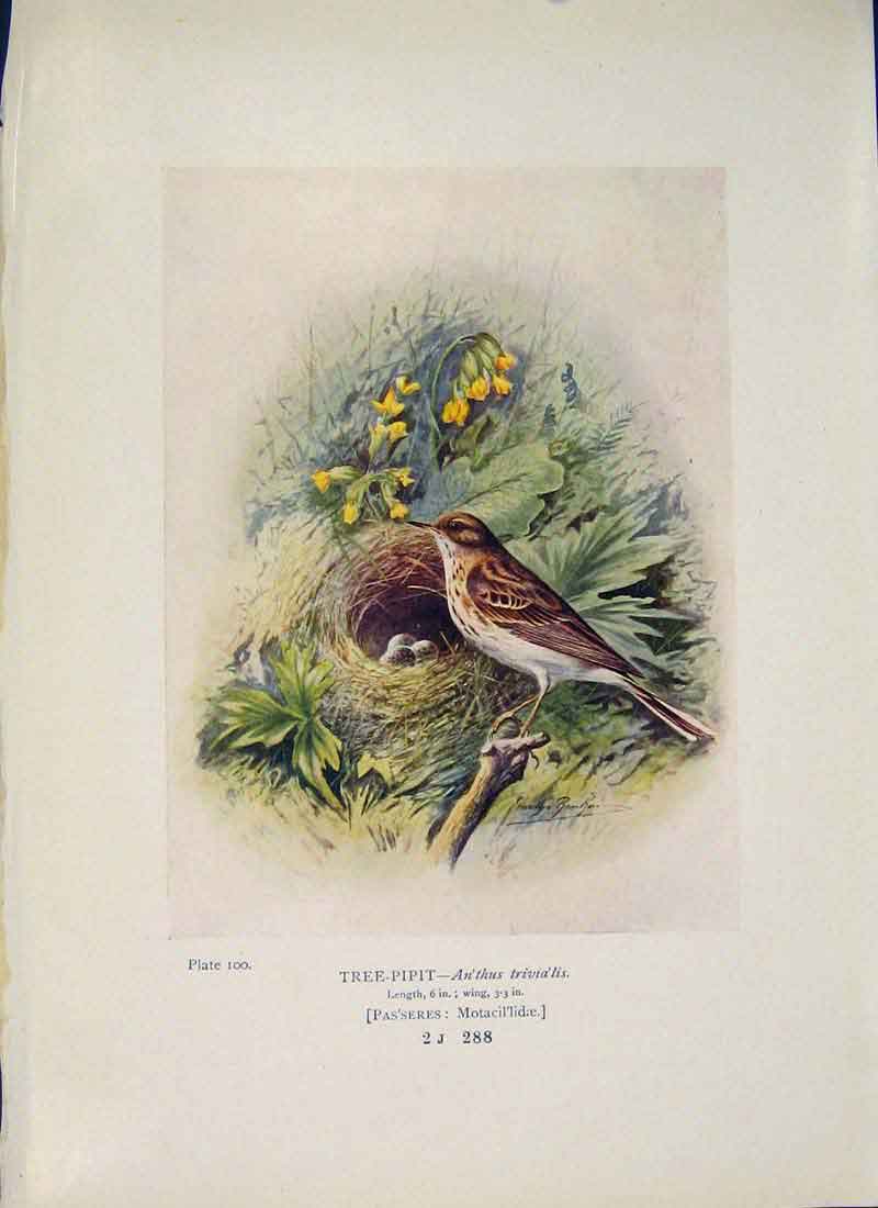 Original Old Antique Print Tree-Pipit Bird Egg Colour Fine Art