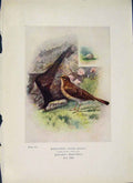Original Old Antique Print Rock-Pipit Bird Egg Colour Fine Art