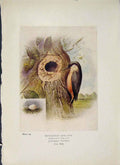 Original Old Antique Print Nut-Hatch Bird Egg Colour Fine Art
