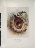 Original Old Antique Print Great Tit Bird Egg Colour Fine Art