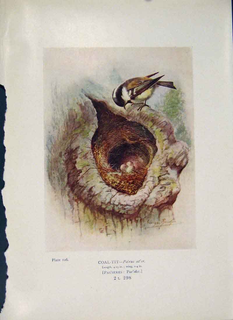 Original Old Antique Print Great Tit Bird Egg Colour Fine Art