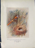 Original Old Antique Print Breaded-Tit Reedling Bird Egg Colour