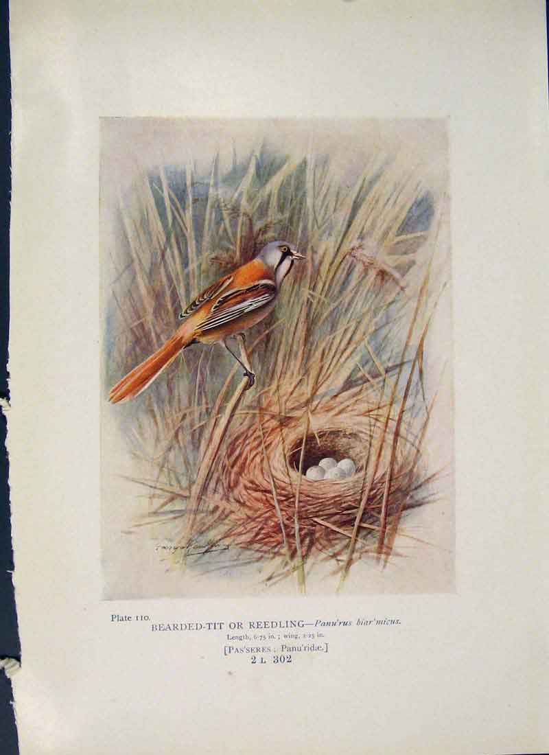 Original Old Antique Print Breaded-Tit Reedling Bird Egg Colour