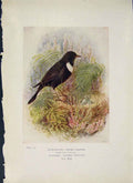 Original Old Antique Print Ring-Ousel Bird Egg Colour Fine Art